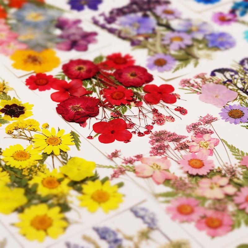 The Art And Craft Of Jewelry - ดอกไม้แห้ง ดอกไม้ธรรมชาติแท้ ดอกไม้กดแห้ง สำหรับตกแต่งเล็บ DIY งานฝีมือ