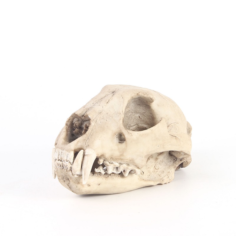 Art And Craft Zoo Animals - Leopard Skull รุ่น Resin หัตถกรรม Skull