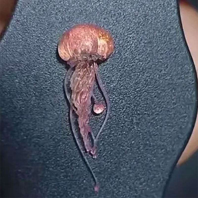 M2EA ซิลิโคนแมงกะพรุนแม่พิมพ์เ - Art Craft Jellyfish บทวิจารณ์และราคา