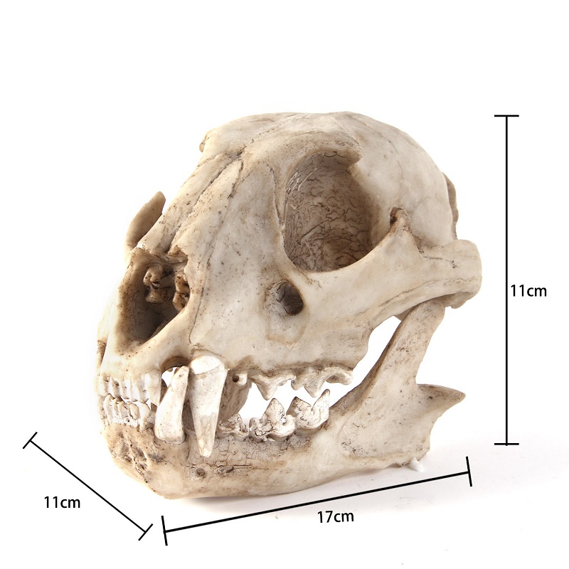Leopard Skull รุ่น Resin หัตถก - Art And Craft Zoo Animals บทวิจารณ์และราคา