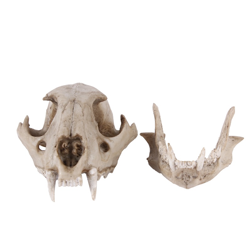 Leopard Skull รุ่น Resin หัตถก - Art And Craft Zoo Animals บทวิจารณ์และราคา