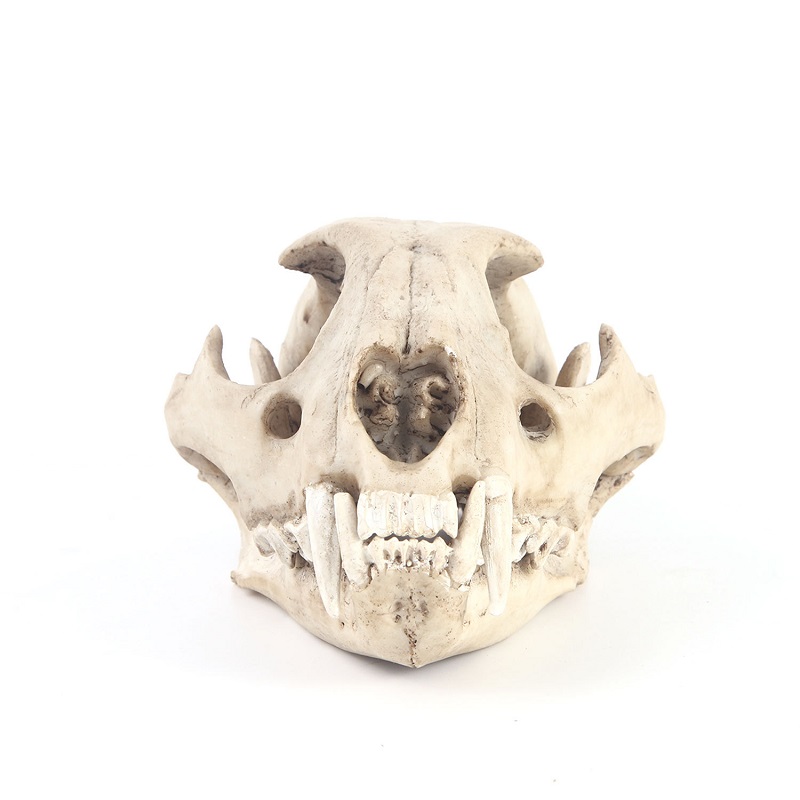 Leopard Skull รุ่น Resin หัตถก - Art And Craft Zoo Animals บทวิจารณ์และราคา